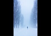 「キャンパス内で遭難しそう」　吹雪の中、ポプラ並木の中を歩く...北海道大学での学生生活が過酷すぎる件