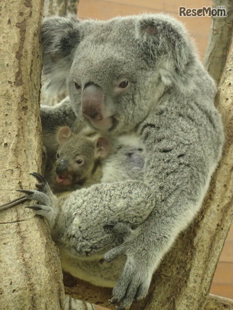 画像：赤ちゃんコアラと母親ジンベラン（平成30年1月12日撮影）