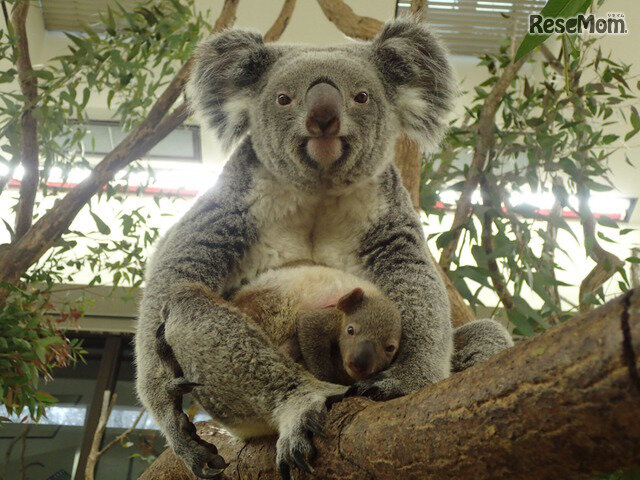 画像：お母さんコアラの袋から顔を出す赤ちゃんコアラのようす（平成30年1月12日撮影）