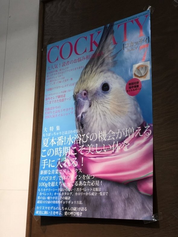 インコが街頭演説で ストップ迷子 掛川花鳥園で展示 販売のポスターが面白い 18年1月22日 Biglobeニュース