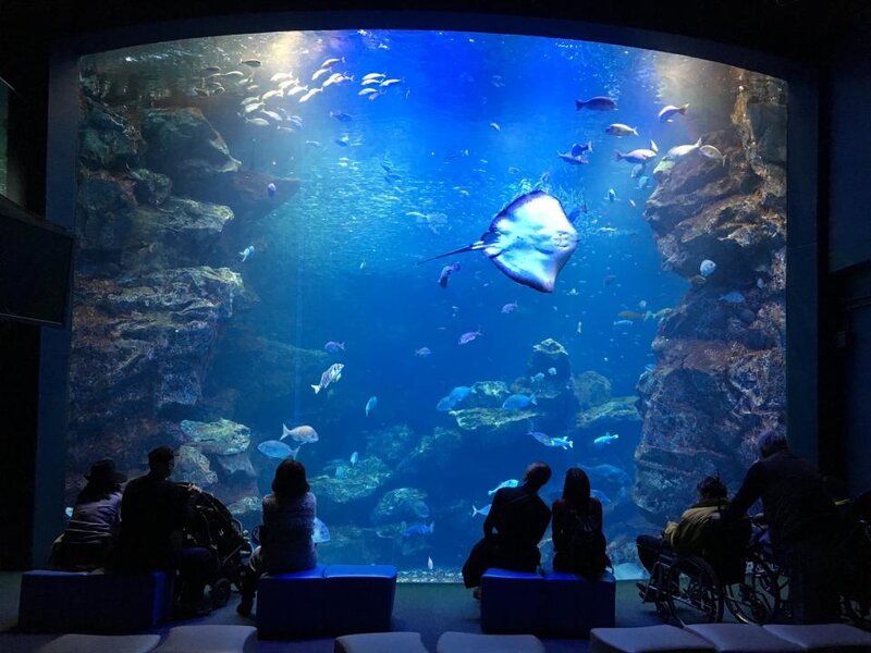 写真ニュース 3 4 水族館では フラッシュなし が綺麗 スマホ撮影のコツを描いたイラストに反響 Biglobeニュース