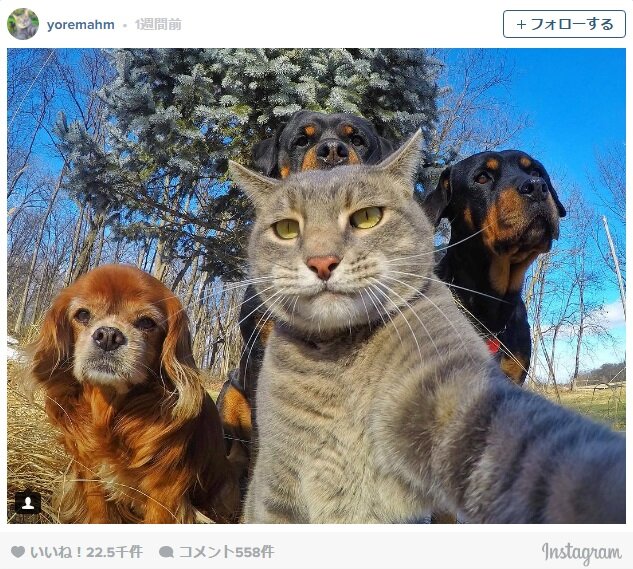 人間よりも上手に自撮りする猫 セルフィーキャット が海外で話題に 17年1月25日 Biglobeニュース 人間よりも上手に自撮りする猫 セルフィーキャット が海外で話題に 17年1月25日 Biglobeニュース