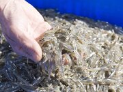 滋賀県でアユの稚魚「氷魚」漁が全面解禁　「冬の味覚を味わいに」と来県呼びかけ