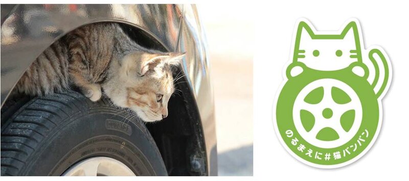 画像：日産が猫バンバンの呼びかけ本格化　猫の事故を防ぐ「＃猫バンバン プロジェクト」特設サイトを公開