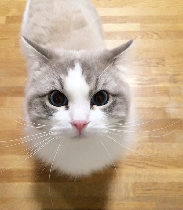 画像：初めてうがいを見た猫　歩み寄って心配そうに見つめる姿が可愛いと話題に/画像提供：あめこ（@AmETHYSTE28）さん