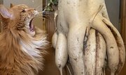 ニャんだこれ...！　家庭菜園で収穫された「多足エイリアンダイコン」に猫もあんぐり