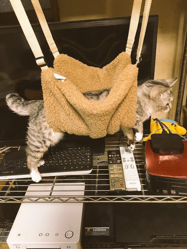 画像：猫用ハンモックの理想と現実　お腹だけ乗せて宙づりになった猫が可愛いと話題に/画像提供：ココニャ（@kokonananya）