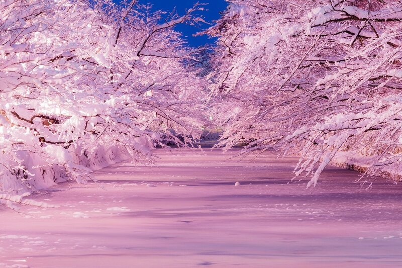 弘前市 冬に咲くさくら のインスタ映えスポット 仕掛け人に聞いてみた 18年2月7日 Biglobeニュース