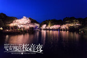 夜桜と音楽を京都で楽しむ　平安神宮で紅しだれコンサート