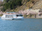 びわ湖でゆったりと桜を愛でる　お花見船から見る海津大崎の桜