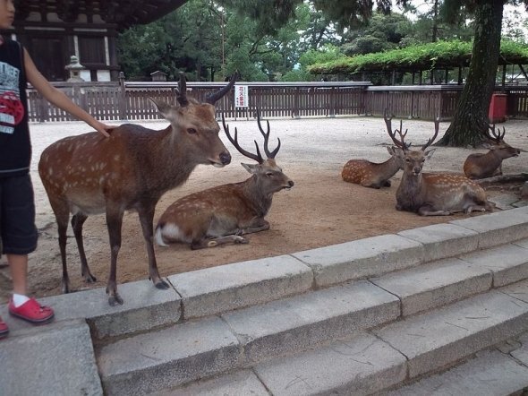 画像：奈良公園のシカ（Yanajin33さん撮影