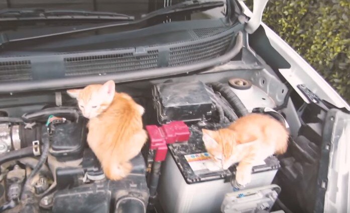 画像：猫が車の隙間に潜り込む映像　日産が猫バンバンムービーを公開