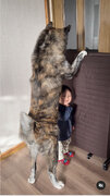 大型犬による壁ドンが衝撃的すぎる…！ 男の子と秋田犬の遊び方