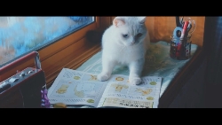 画像：「ねこ勉〜Cats Learning〜」