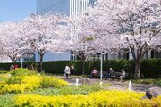 東京ミッドタウンが花とアートの春イベント--桜ライトアップも開催