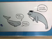 イルカとクジラは「同じ生き物」だった　鳥羽水族館が「どちらでもいいんだよ」と解説する理由