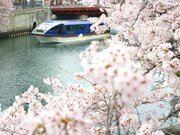 【桜めぐり】船上から横浜の街を眺める「桜クルーズ」が大人気。ランチやアフタヌーンティ＆夜桜プランも