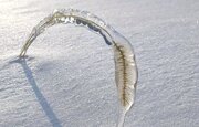 なんて神秘的なの...　冷たい雨が降った後、北海道で発見された「氷の標本」が美しすぎる