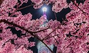 視界いっぱいのピンク色！　春の夜限定のスカイツリー桜のツーショットに圧倒される