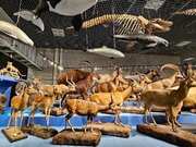科博の「大哺乳類展3」がすごい! リアル哺乳類図鑑、標本の超ド迫力な「大行進」に興奮した