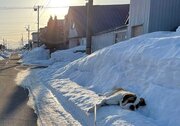 北海道の寒空の下、バッタリ倒れたセントバーナード　何してるのかと思ったら...「涼んでいるんです！」