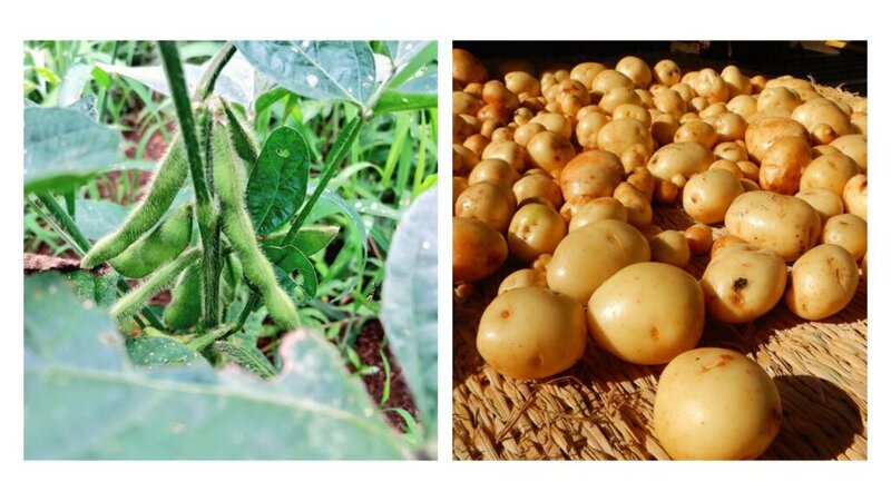 画像：ジャガイモと枝豆の植え付けから収穫まで 　小峰公園が「おいしい野菜づくり」の参加者を募集中