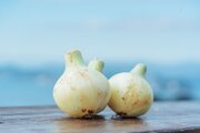 “最旬”の淡路島産新玉ねぎの魅力を堪能　1日限りの祭典で味わおう