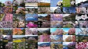 全国の桜を、空飛ぶ鳥の目線で　コロナ禍のお花見を盛り上げる「桜ドローンプロジェクト」