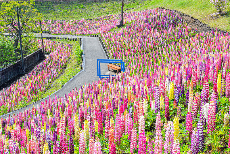 画像：春の丘を彩るルピナス　本州最大級の3万本はまさに壮観