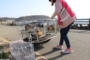 「猫の楽園」相島でどうぶつ基金が野良猫150頭に不妊手術、「餌場ではトンビが子猫を捕食しようと狙っている」