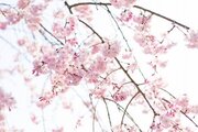 北海道なら、改元直後に「令和初の桜」を楽しめる！　5月1日に満開の地域も
