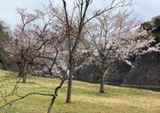 皇居で見る「平成最後の桜」　一般公開中の「乾通り」を歩いてきた