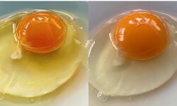 どっちも新鮮でおいしそう 描かれた 生卵 がリアルすぎてお腹が空いてくるレベル 22年4月3日 Biglobeニュース