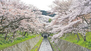 満開の桜を船から！ 琵琶湖疏水観光船に乗って「三井寺」で楽しむ
