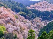 「旅行で行ってみたいお花見スポット」ランキング！ 2位は奈良県「吉野山」、では1位は？