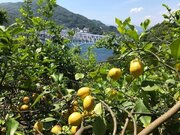 広島県呉市のふるさと納税返礼品・栽培期間中農薬不使用! 「大和レモン」とは? 