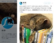人気猫Twitter「桶川猫」が4年ぶりに復活　みんなおうちでつまらニャい？「期間限定だけどまたよろしくね」