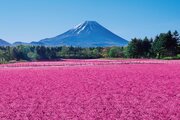 【春の風物詩】山梨・富士河口湖の「富士芝桜まつり」に注目集まる - 「行きたーい」「花の湖」「癒されますね」の声