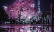 「満開の桜にゲリラ豪雨」　最悪シチュエーションが生み出した「最高の景色」をご覧ください