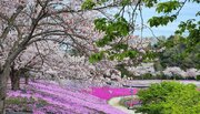 【花がみごろ】3月下旬より春の花々が東京ドイツ村を彩ります