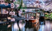江戸時代にタイムスリップしたみたい...　満開の桜の下を運航する「伏見十石舟」の趣がすごい
