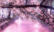 まっすぐ続く「桜カーペット」が美しい　京都の雨夜を彩った花筏に反響