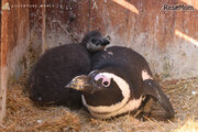 アドベンチャーワールドに7羽のケープペンギンの赤ちゃん誕生