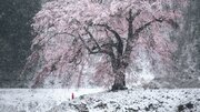 群馬県で、冬と春が重なった　「満開シダレザクラの雪化粧」が神々しいほど美しい