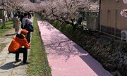 「鴨になって泳いでみたい」「上を歩いてみたくなる」　桜の季節にしか現れない「幻の道」が絶景すぎる