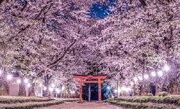 「日本の美日本の美」で究極幻想フォトジェニック　桜のトンネル＆絨毯が導く鳥居が超圧巻