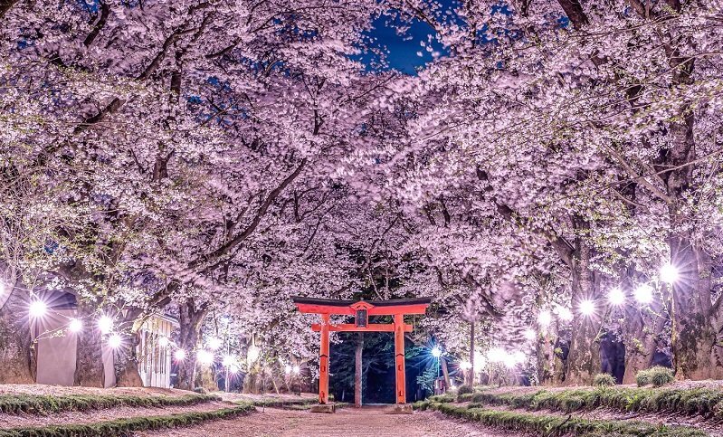 画像：「日本の美×日本の美」で究極幻想フォトジェニック　桜のトンネル＆絨毯が導く鳥居が超圧巻