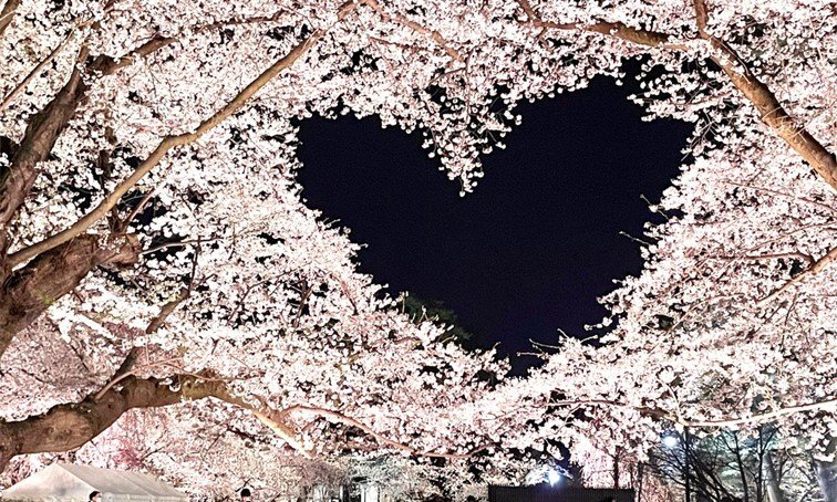 画像：なんてカワイイ「偶然」なんだ...　空にハートを描く弘前公園の桜に反響「心がキュンってなる」「キレイすぎるやろ～！」