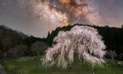 この美しさ、反則級　圧倒的な星空と大迫力のしだれ桜...奇跡のコラボに目を奪われる
