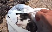 子猫が海に投げ捨てられた!? 砂浜でビニール袋に入った3匹を拾い、保護した釣り人YouTuberに話を聞いた